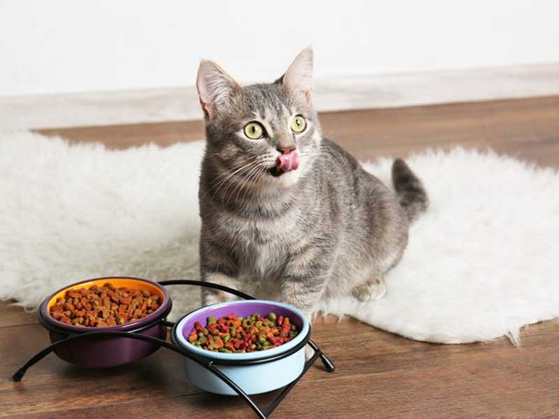 A Detailed Guide to your Cat's Nutrition | PetIndiaonline